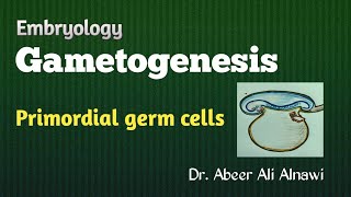 8 Embryology Gametogenesis  Part 1 Primordial germ cells Dr Abeer Ali Alnawi [upl. by Ecienaj]