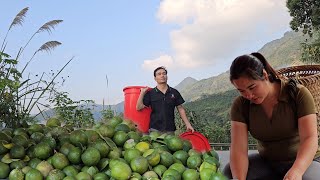 DinhPhaus life back in the day Harvesting lemons to sell at the market [upl. by Ayinat615]