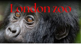 London zoo vlog 2024 baby gorillas [upl. by Semele761]