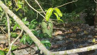 Soursop Graviola Annona muricata plants fruit [upl. by Sara-Ann515]