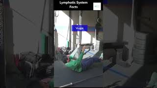 Lymphatic System Facts Shorts [upl. by Ephrem522]