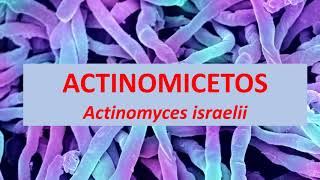 Microbiologia Médica Actinomyces israelli Actinomicetos [upl. by Akessej417]