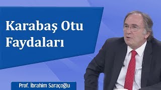 Karabaş Otu Faydaları  İbrahim Saraçoğlu [upl. by Tresa182]