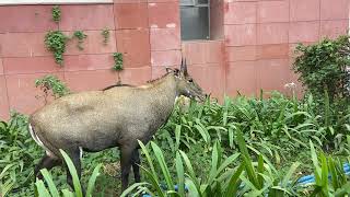 A nilgai was seen on the campus of South Asian University [upl. by Shipman]