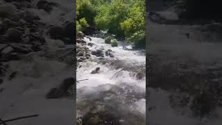 Pangi Nala at kalpa Himachal Pradesh waterfall trendingshorts [upl. by Ojeillib228]