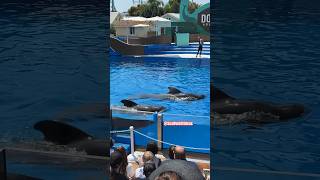 SeaWorld Short Finned Pilot Whale Showcase 🐳 seaworld pilotwhale travel animals cute shorts [upl. by Quinta]