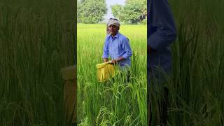 गंजेरी किसानganjeri Kisan shorts viralvideo funny comedy ilaka comedy video [upl. by Yarod]