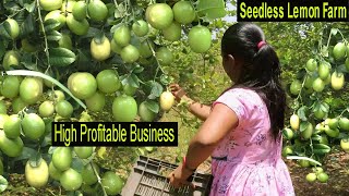 How To Start Seedless Lemon Farm Business  Start a Business with Small Capital Lemon Farming [upl. by Ahl]