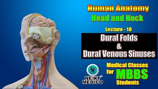 NEXT MEDICO 2022 l Head and Neck l Dural Folds amp Dural Venous Sinuses l Lectur  10 [upl. by Anelad]