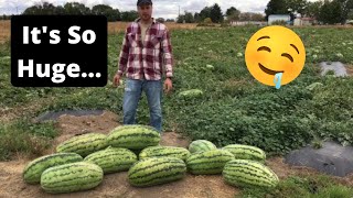 Massive 55 Pound Watermelon Goes VIRAL [upl. by Annoda]