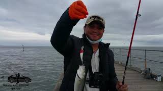 FISHING SPOT VICTORIA CATCHING SALMON IN MORDIALLOC PIER [upl. by Enotna]