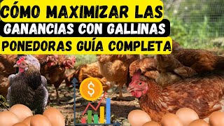 Cómo Maximizar las Ganancias con Gallinas Ponedoras Guía Completa [upl. by Godding]