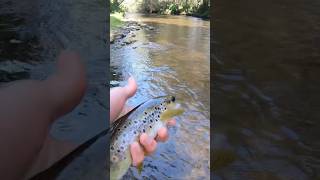 Fly Fishing the Goulburn and Rubicon Rivers  Full Video Out Now [upl. by Azyl]