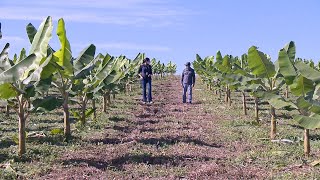 Cultivo de banana em plantio direto como implantar uma lavoura com as técnicas de plantio direto [upl. by Rist]