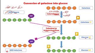 galactose metabolism Bio [upl. by Airda]