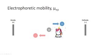 Capillary Electrophoresis Part 3 Electrophoretic mobility [upl. by Siuqram]