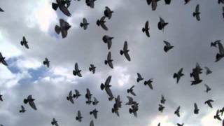 pigeons flying  sound effect [upl. by Khan808]