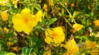 Beautiful Golden flax linum flavum in a village [upl. by Gerri]