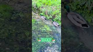 Duckies enjoying a day shorts ytshorts viral trending duckies [upl. by Eerok]