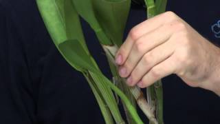 How To Prevent Scale On Orchids [upl. by Nnaeoj879]