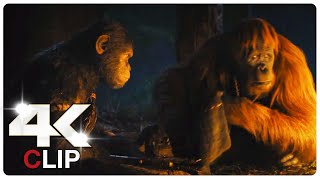 Apes Shows Mercy To Human Scene  KINGDOM OF THE PLANET OF THE APES 2024 Movie CLIP 4K [upl. by Wilder]