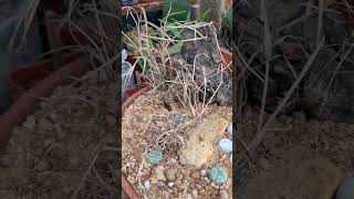 Habitatstyle staging of lophophora williamsii and epithelantha micromeris [upl. by Felipa]