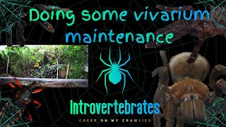 How to Maintain Your Vivarium and Keep Your Sanity [upl. by Fadden]