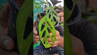 Reusing ♻️ old planter ⏩ propagate Philodendron broken heart reuse shorts [upl. by Dunning]