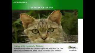 Europäische Wildkatze [upl. by Norym]