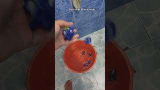 Bath with Blue ternate short shorts shortsvideo herbalmedicine familyvlog [upl. by Alrzc711]