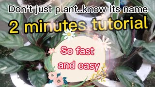 How to Identify Plants Free and Easy [upl. by Aissak]