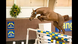 Big Stars Boy 2017 Big Star x Asca x Flamenco de Semilly Day 1 Zangersheide Stallion Approval 2020 [upl. by Raymond27]