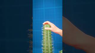 How to remove cactus spinesshorts [upl. by Schindler]