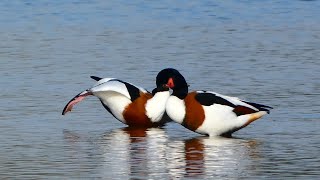 Bergeend Shelduck [upl. by Ramu]