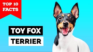 Toy Fox Terrier  Top 10 Facts Amertoy [upl. by Kaela]