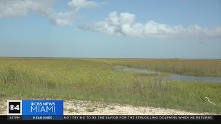 quotInvasive Catfish Condosquot make homes in Florida waters [upl. by Dougald789]