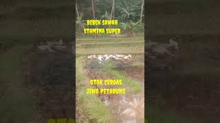 Rahasia Bebek Sawah [upl. by Eissert]