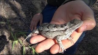 Texas Spiny Lizard Sceloporus olivaceus [upl. by Eirallam]