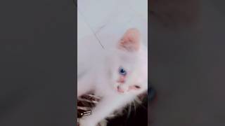 Mere Desh Mein mehmanon ko Bhagwan Kaha jata hai😻do Tarah Ki 🙀Aankhon Wali😾 Persian catdekhiae Ki [upl. by Yug]