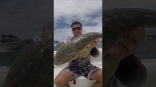 Shocked by BIG Flathead flathead fishing fishingvideo fishingaustralia fishinglife bigfish [upl. by Krause816]