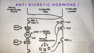 Anti diuretic hormone  mechanism of action on renal tubules  med tutorials [upl. by Averil]