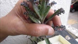 Kalanchoe propagation [upl. by Annaiek]