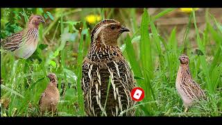 Batair Sound Common Quail Sound صدای بودنه [upl. by Onibla]