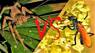 Wasp VS A Big Spider  Parasitoid Biology [upl. by Jared]