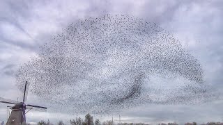 Murmuration of Starlings  Dans van de spreeuwen [upl. by Swane]