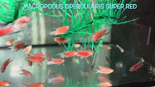 Macropodus opercularis SUPER RED [upl. by Shatzer341]