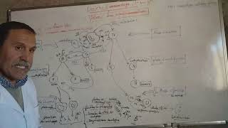 lIMMUNOLOGIE les etapes de la reponse immunitaire humorale et cellulaire [upl. by Nnyloj]