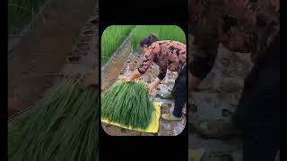 Incredible Japanese Farming Growing Rice on Rooftops amp Using Bamboo for Pesticides [upl. by Akceber]