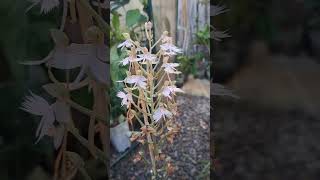 玉鳳蘭 habenaria pink egret 蘭花 plants orchid 植物 [upl. by Graniela146]