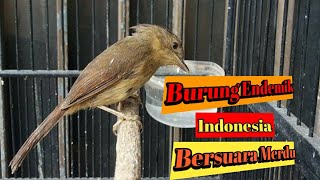 Burung Wergan Atau Flamboyan Burung Kicau Terbaru di Indonesia [upl. by Esilehc]